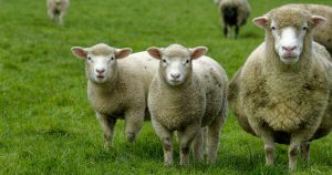 انواع نژاد گوسفند