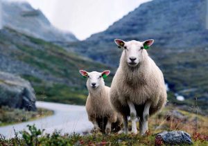انواع نژاد گوسفند ایرانی