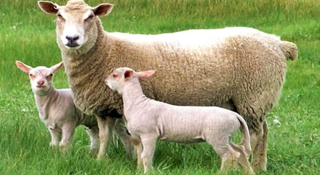 تولیدمثل گوسفند