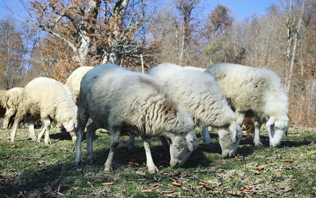 درمان انواع بیماری‌های گوسفندی